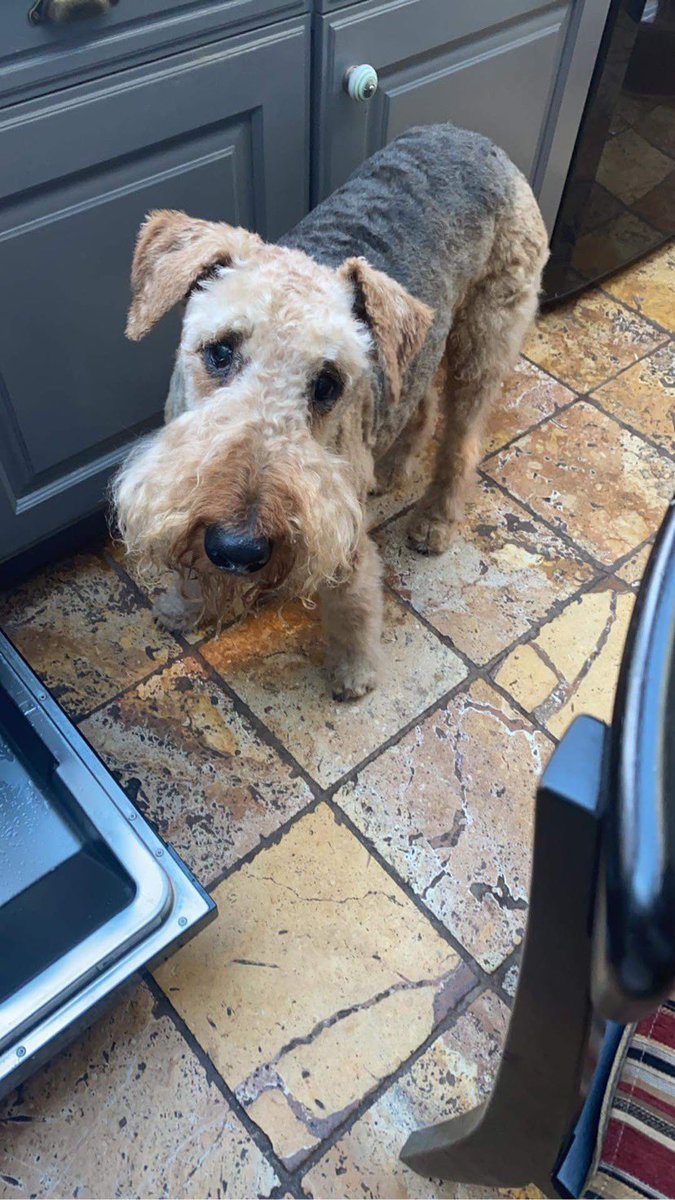 AiredaleWiggins's tweet photo. Summer hair cut DONE ✅ 
It’s getting harder and harder to stand for more than 10mins, next time I’m going to see if we can get some sort of @lazboy recliner situation https://t.co/N4mdNJXi4M