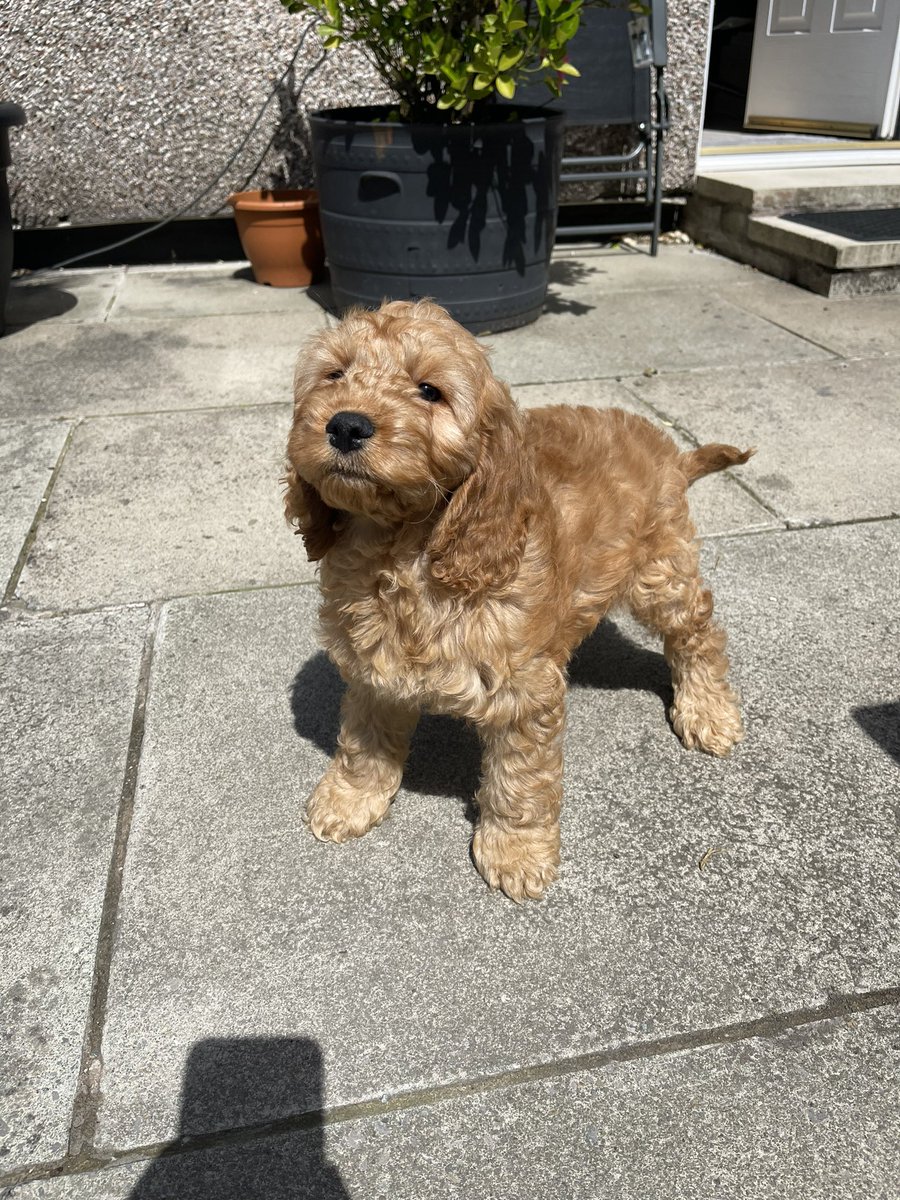 Chloooee_x's tweet photo. Benji❤️😭 https://t.co/0DTwsP2Se4