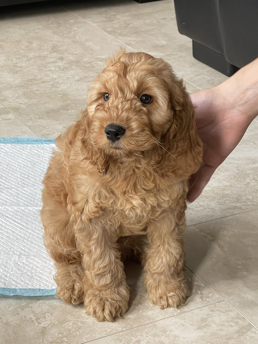 Chloooee_x's tweet photo. Benji❤️😭 https://t.co/0DTwsP2Se4