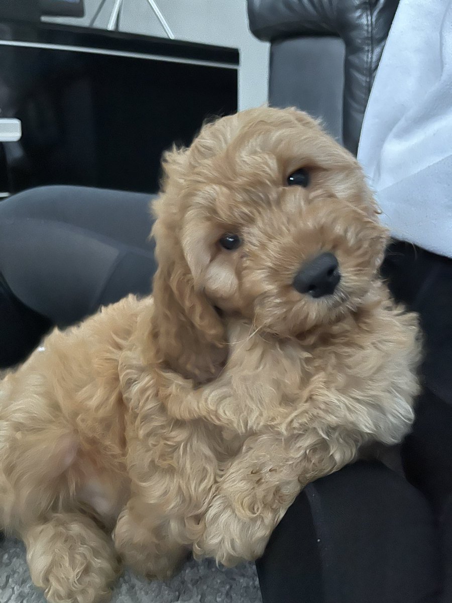 Chloooee_x's tweet photo. Benji❤️😭 https://t.co/0DTwsP2Se4