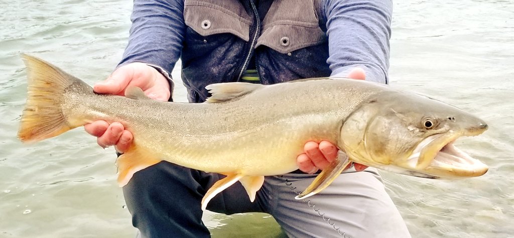 Slowwaterdrift's tweet photo. #bulltrout #nativespecies #mountainsnotmines #saveourslopes #saveourheadwaters #protectourwater #protectourheadwaters #nixthesix #saveoureasternslopes #waternotcoal #savetheoldmanriver #stopcrowsnestcoalmines #headwaters #drinkingwater #resignkenney #firetheucp #riverwolf https://t.co/GHT9oqSi2Z