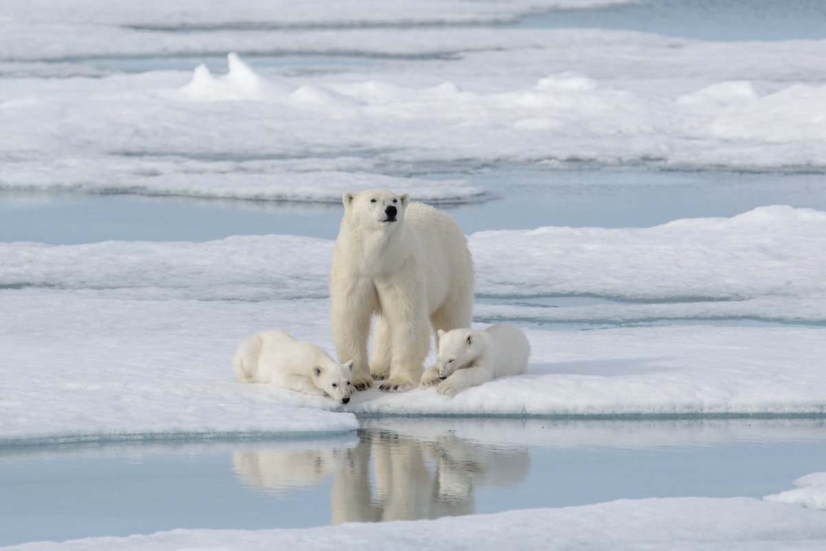 NatGeoAnimals's tweet photo. Photo from Kingdom of the Polar Bears airing tomorrow at 1pm ET as part of #AlaskaWeek. // A polar bear mother and her cubs on the pack ice. https://t.co/wJjuJfjiNV