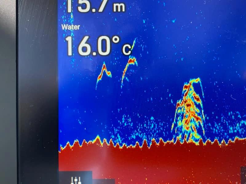 Raymarine's tweet photo. "Charlie asked me to go for a trip to hone in those minor adjustments, to set his new AXIOM 9 Pro sounder.
Here are some massive Winter Reds we found. Fantastic images straight out of the box, with some minor settings adjustments." @thebeardedfishermanaustralia #FishFinderFriday https://t.co/LKrqYgWUla
