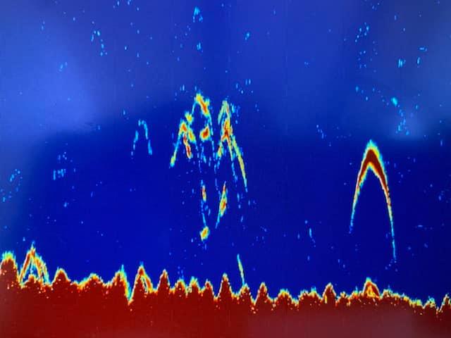 Raymarine's tweet photo. "Charlie asked me to go for a trip to hone in those minor adjustments, to set his new AXIOM 9 Pro sounder.
Here are some massive Winter Reds we found. Fantastic images straight out of the box, with some minor settings adjustments." @thebeardedfishermanaustralia #FishFinderFriday https://t.co/LKrqYgWUla