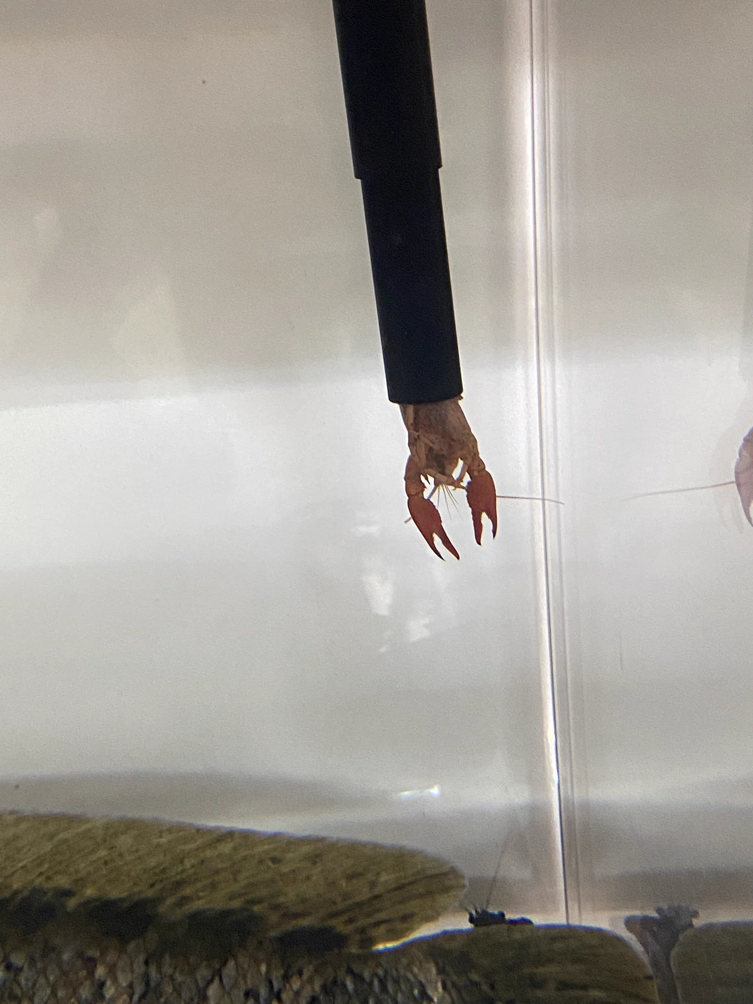 ポンプの出が悪いと思って見てみたら「助けて～」状態だった。