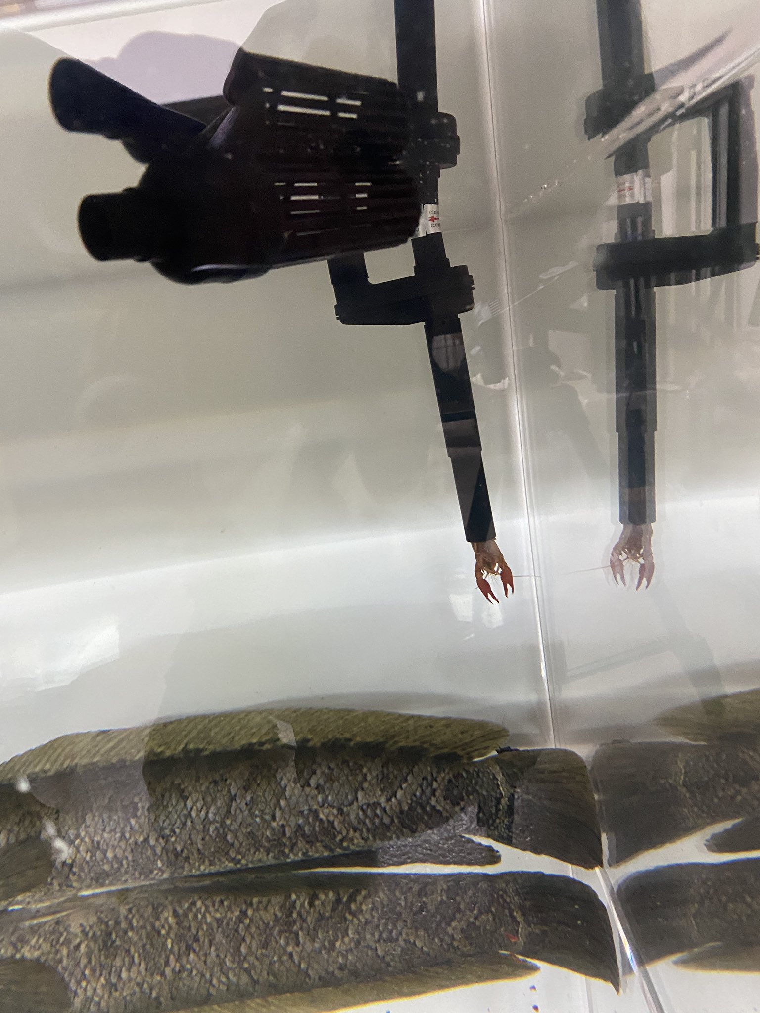 ポンプの出が悪いと思って見てみたら「助けて～」状態だった。 話題の画像プラス