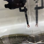 ポンプの出が悪いと思って見てみたら「助けて～」状態だった。
