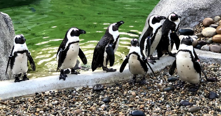 PaulBaribault's tweet photo. Do you ever wonder how our team spends a typical day when caring for #wildlife? Elyan Shor gives insight into a #DayInTheLife of a #penguin care specialist Debbie Denton. Hint: it’s hard not to smile! #SDZWA https://t.co/xexmQwTJDE https://t.co/ak0cia684F