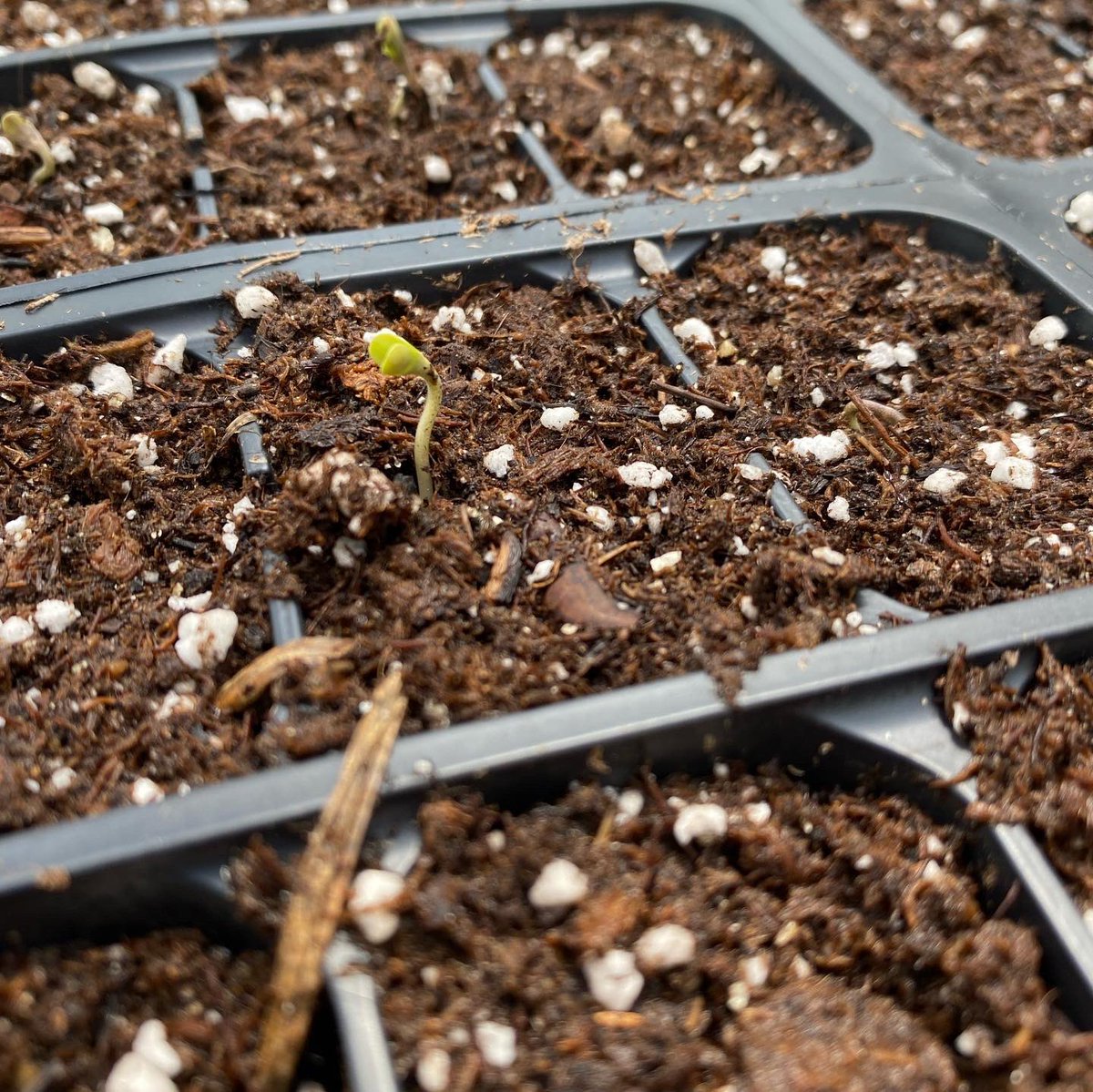 👀 Look what’s going on here! 

#hemp #hempresearch #hempcollege #murraystate #murraystatehemp #hempseeds #cbd