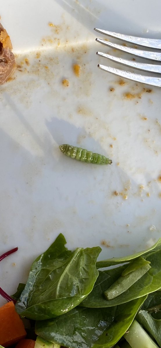 LRackk's tweet photo. Twice in the last month I’ve found caterpillars in my salad mid dinner. Are you sure your lettuce mix is triple washed @earthboundfarm ? #gross https://t.co/IDREoLWlPy
