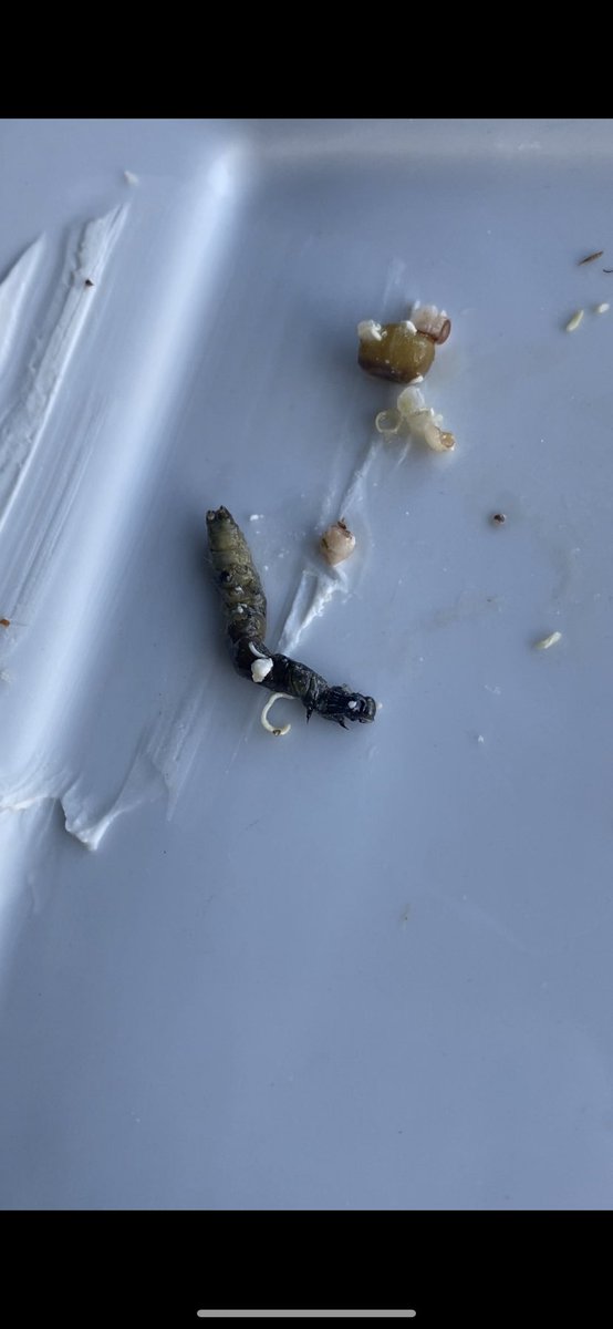 LRackk's tweet photo. Twice in the last month I’ve found caterpillars in my salad mid dinner. Are you sure your lettuce mix is triple washed @earthboundfarm ? #gross https://t.co/IDREoLWlPy