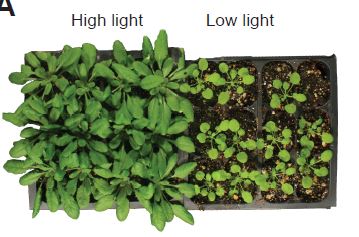 PlantPhys's tweet image. Low light intensity delays vegetative phase change (Mingli Xu, Tieqiang Hu, R Scott Poethig)  #PlantSci #Epigenetics #LeafDevelopment doi.org/10.1093/plphys…