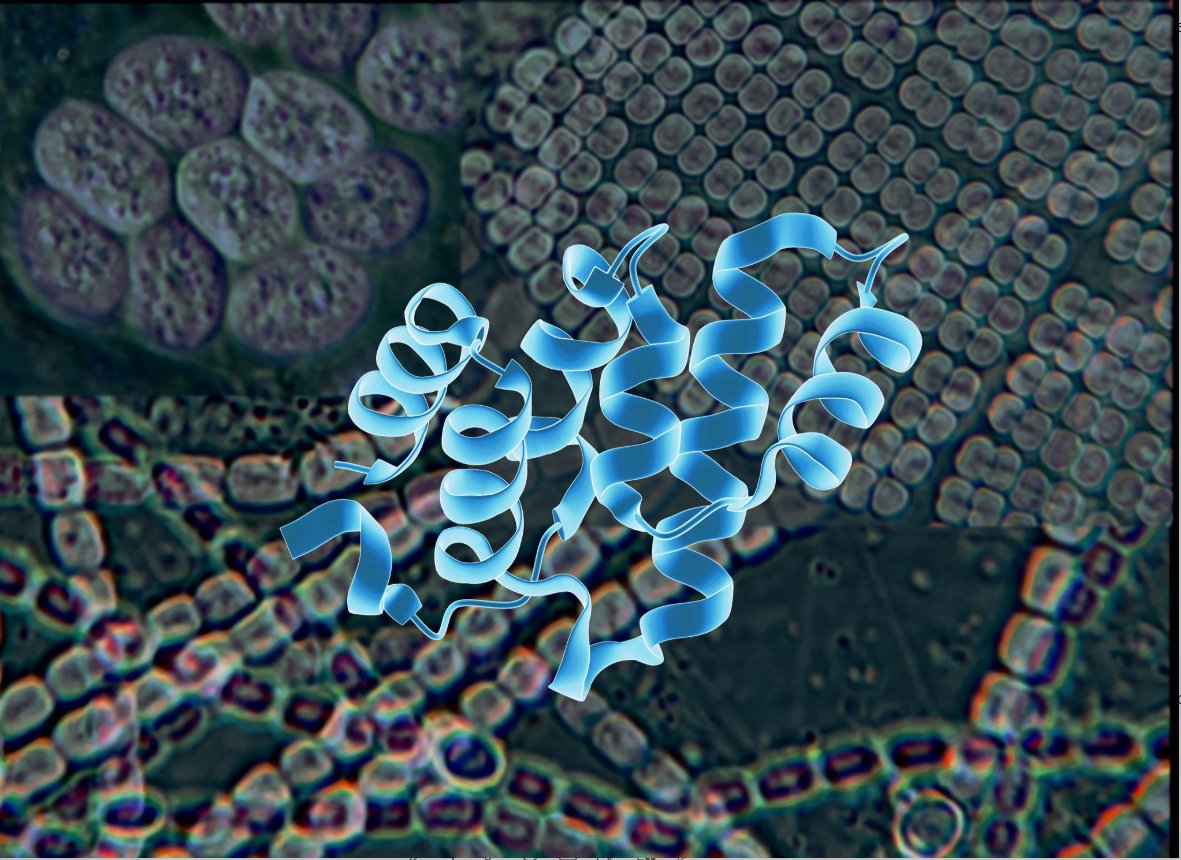 jivarahasya's tweet photo. Some exciting work from our lab that throws light on the growing connections between the common foundations of multicellularity, apoptosis and immunity across distant branches of life is on the horizon. https://t.co/fPbwk62TtM