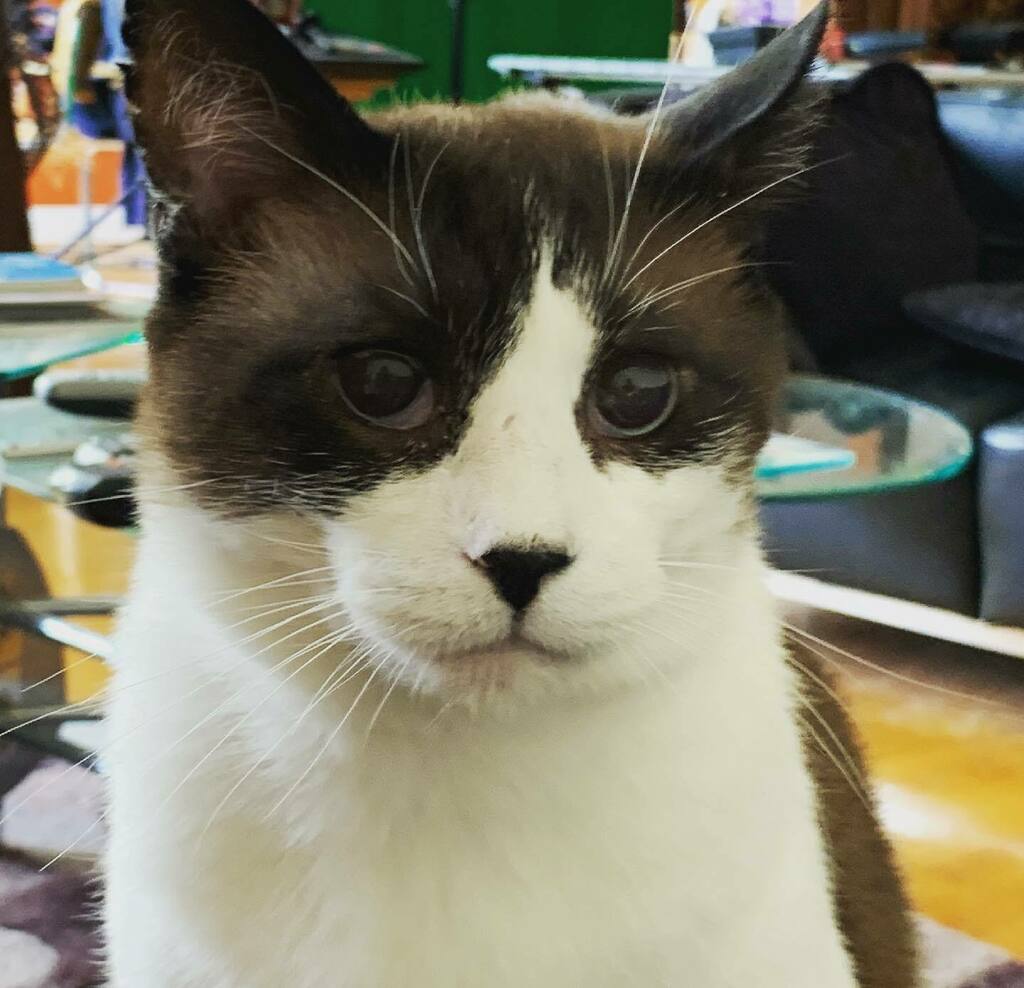 catsynth's tweet photo. For those who haven’t already heard through other channels, Big Merp wasn’t feeling well yesterday and we took him to the emergency vet. Fortunately it wasn’t life threatening and he’s safely back home getting lots of love and care. 💕 #catsofinstagra… https://t.co/DIBepImqlN https://t.co/808Bd1ader