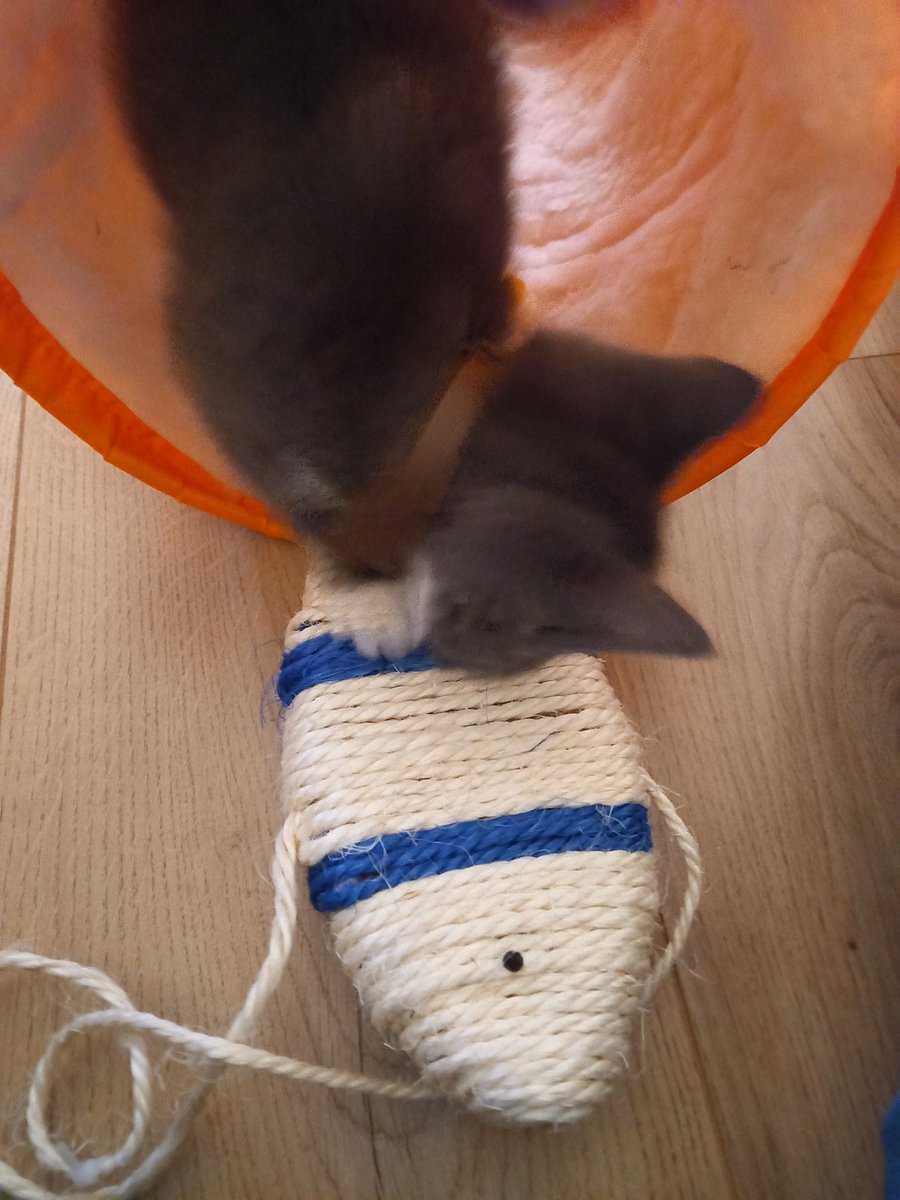 DanhausenKitten's tweet photo. Fishy play 
#kitten
#kittensoftwitter  #kittenadventure #fish https://t.co/yWJqVMyqJV