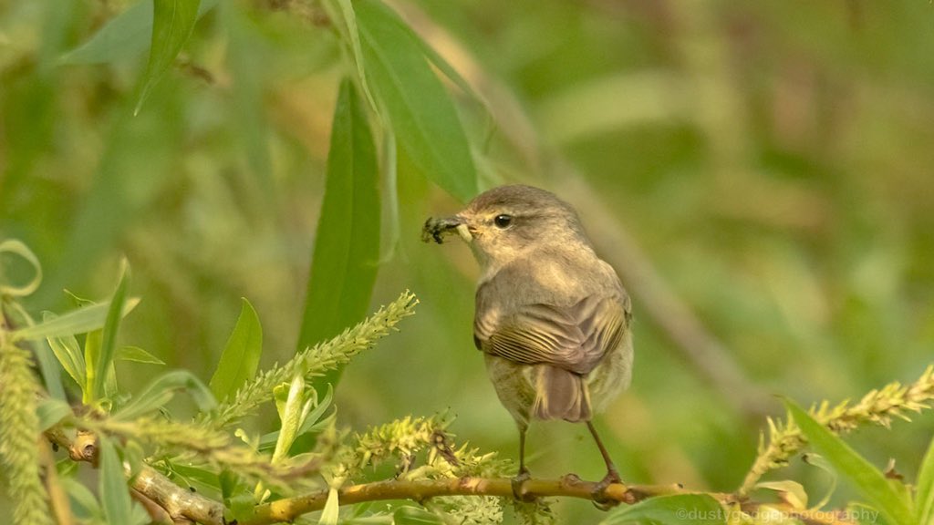 greenroofsuk's tweet photo. This found a chiffchaff nest following the pair carry food #vanburghpits #blackheath #london #londonbirds #springwatch https://t.co/R7cLUV38gb