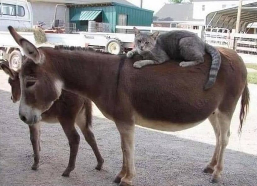 gatitos_qctd's tweet photo. Por ti baby, sería Batman https://t.co/YAU8nbQPcY
