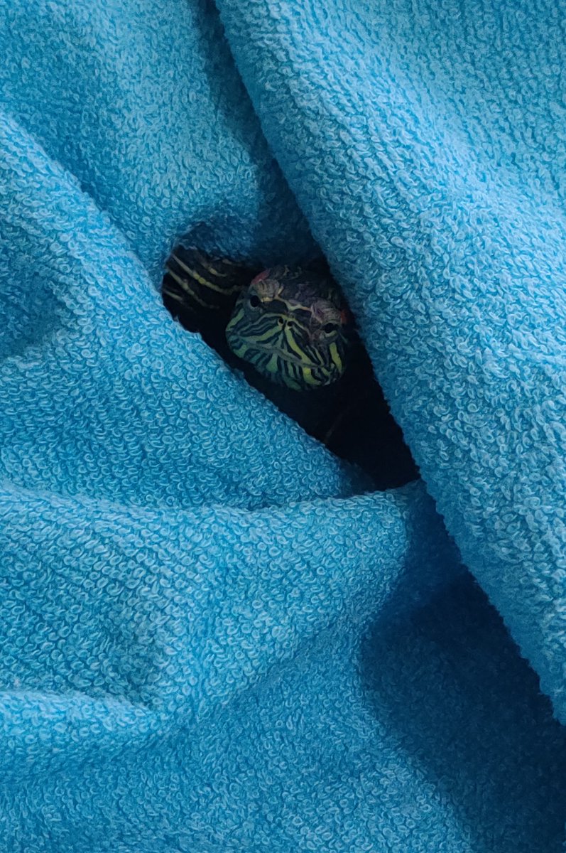 mavi bwzim cok hawli