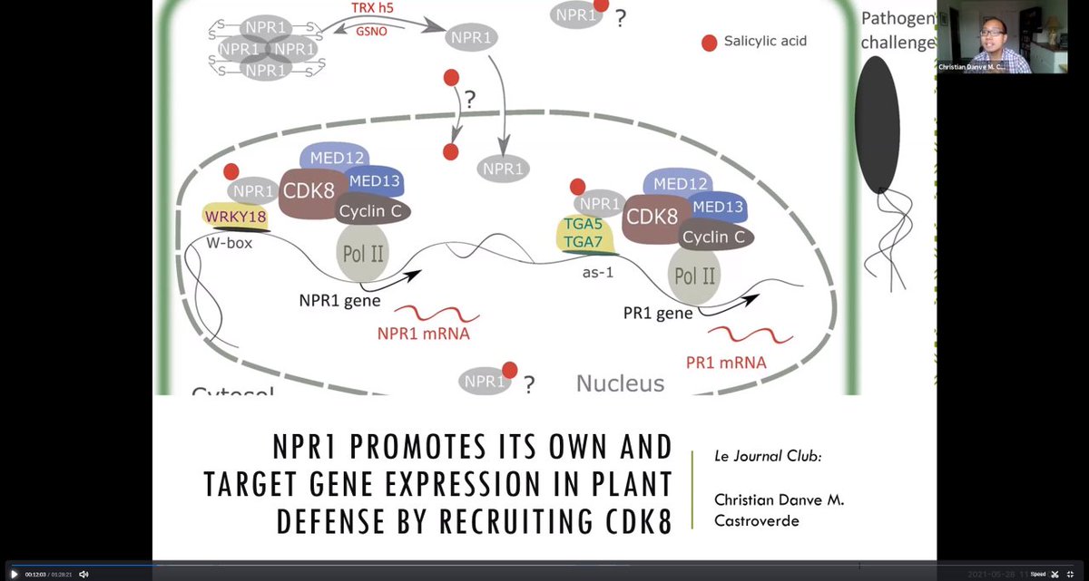 DanveC's tweet photo. We had our first #LeJournalClub of the Spring Semester! Amazing discussion with @shieldss_alyssa, @VShivnauth and Rushil on this wonderful @PlantPhys paper on transcriptional regulation of #NPR1 during #PlantImmunity.
https://t.co/pxBdu9AxfM https://t.co/RG1yGzacIh