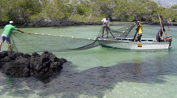 DavidSu19325945's tweet photo. ¿Qué propuestas sustentables tiene Galápagos para la pesca?  #CienciasSostenibilidadESPOL #EcosistemasFrágiles @PilarCo70133476 @grinconp   @GustavoManriq_M @Ambiente_Ec   @ESPOLsostenible  @ArturoIzurieta  
El archipiélago Galápagos esta en constante crecimiento en su población. https://t.co/Ka00OqX5aW