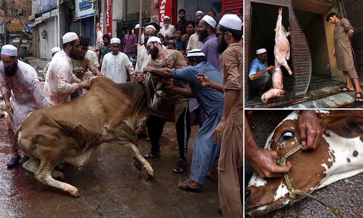 SheetalPronamo's tweet photo. Double standards ka dusra naam PETA India

Slaughtering cow by specific group of ppl is OK but they ask Amul India to switch to producing Vegan milk.

#PETA https://t.co/BOtPsYEqq3