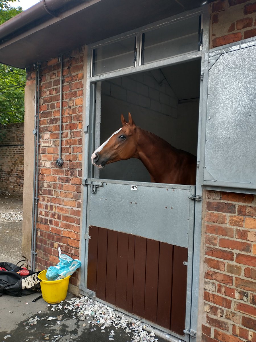TimothyHogg's tweet photo. Dream Together taking in the sights @haydockraces #gingerlegend https://t.co/DibQbVEQsJ