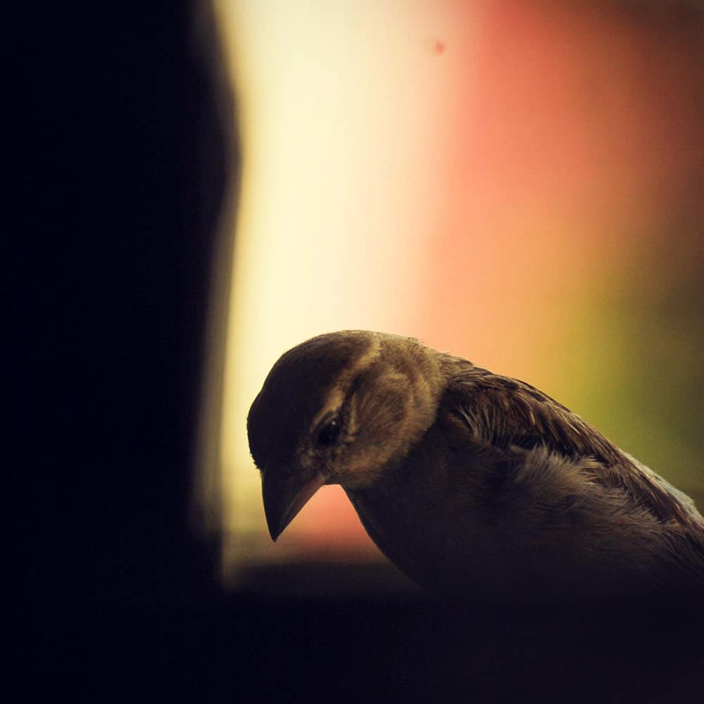 lenstoraw's tweet photo. #canonmagic #canonasia #canonphotographers #canonphotography #canon #lightroom #bird #birds #birdphotography https://t.co/tNJF0q70AN