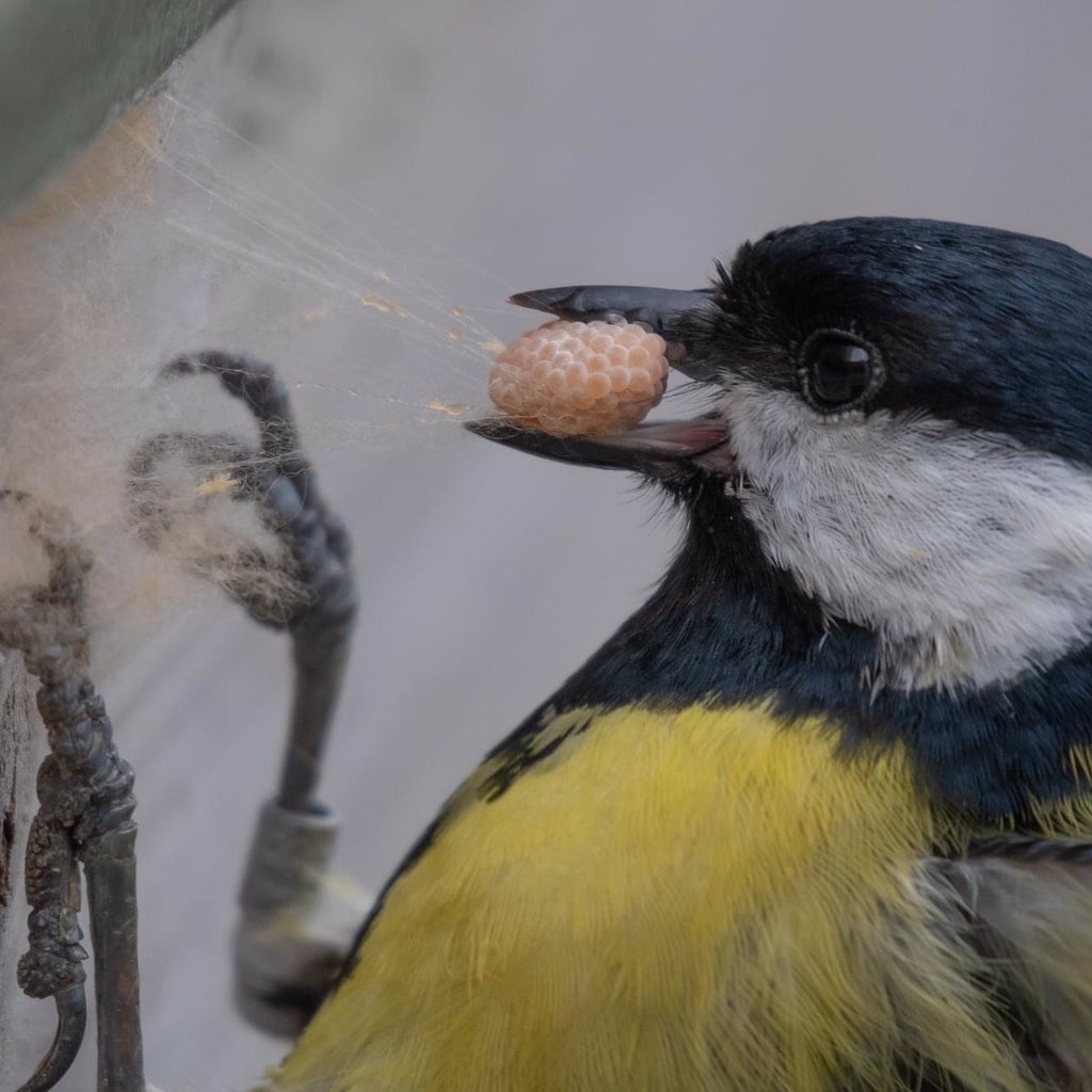 PeterCrowe4's tweet image. Lucky capture at the hide at Rutland Water - Great Tit stealing spider's eggs from its web.