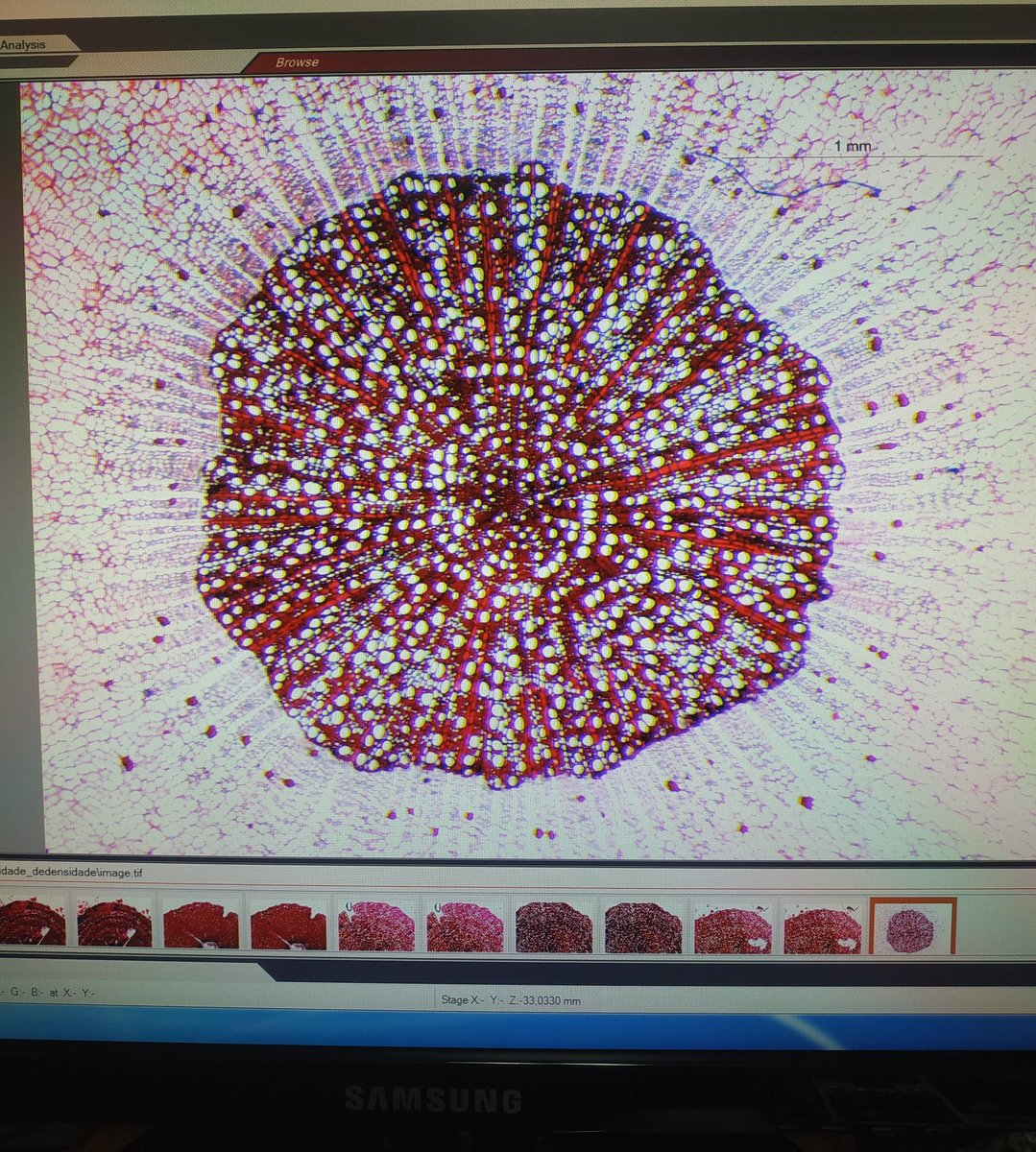 gabotanic_'s tweet photo. Root anatomy of the gorgeous Eugenia punicifolia, a #resprouting species from the Cerrado.
Isn't it beautiful?
#belowgroundsystem #rootanatomy #cerrado https://t.co/R97zc1ON1c