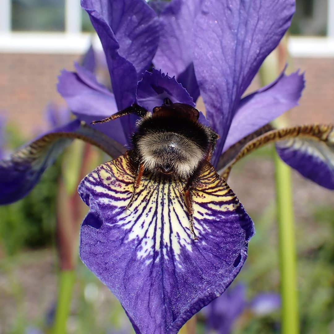 Bumbles foraging on irises is too cute! 😍
#bumblebee #bumblebees #bumblebeeconservationtrust #bumblebeeconservation #bee #bees #savethebees #iris