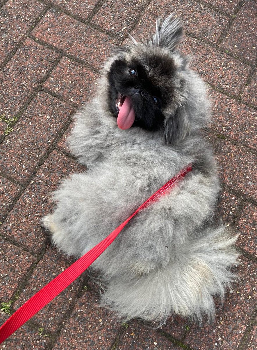 KerryDaynes's tweet photo. Current mood! #Furpy https://t.co/61EQjt0NSq
