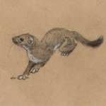 Photo by How Many Stoats is That? (@stoatamatic)