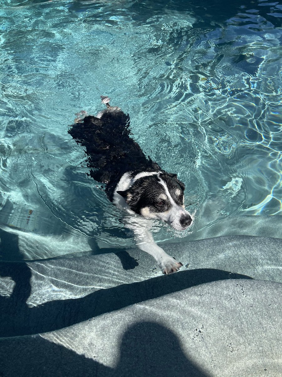 Pool time! #CaliforniaDogs #CorgiCrew