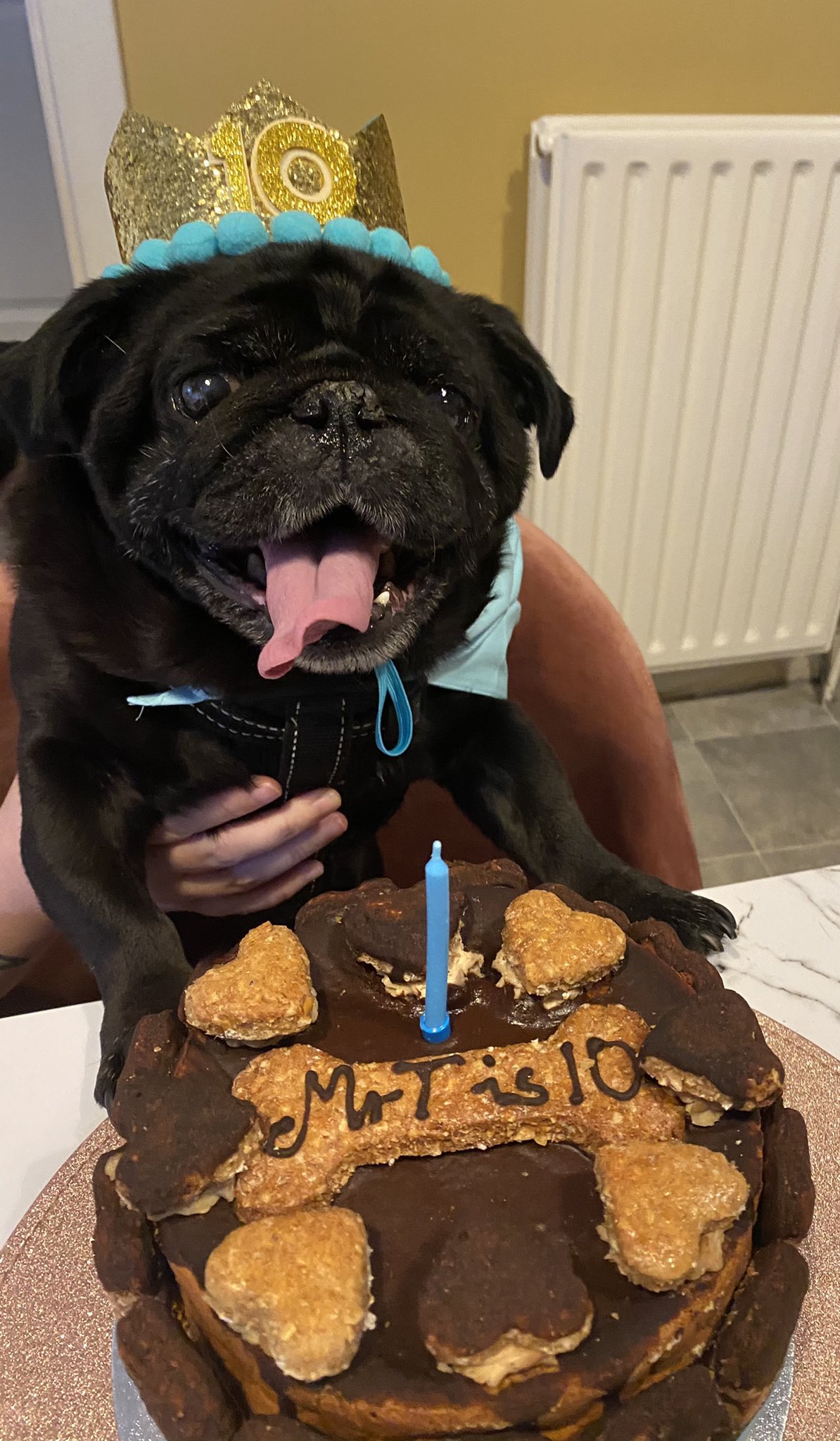 Happy birthday to the man, the myth, the legend that is my pug Mr T. He s 10 years young today! 