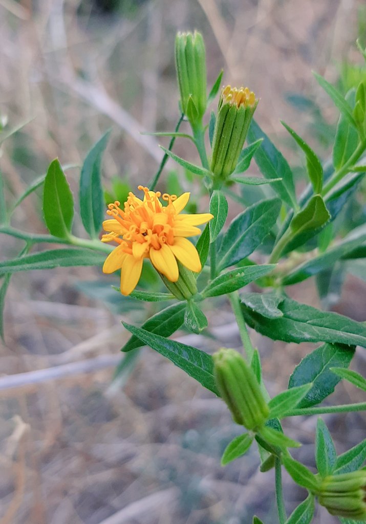 ChoyeroBotanico's tweet photo. "Guillermito" es una planta de de la familia de las compuestas
Su nombre científico es Trixis californica Kellog y fue encontrada en la #SierraLaGiganta, #BajaCaliforniaSur, exhibiendo sus bellas flores amarillas
¿Con qué otro nombre la conocen?
#ViernesDeFlores 
@wonder_m_r https://t.co/FBzt9sh7oc