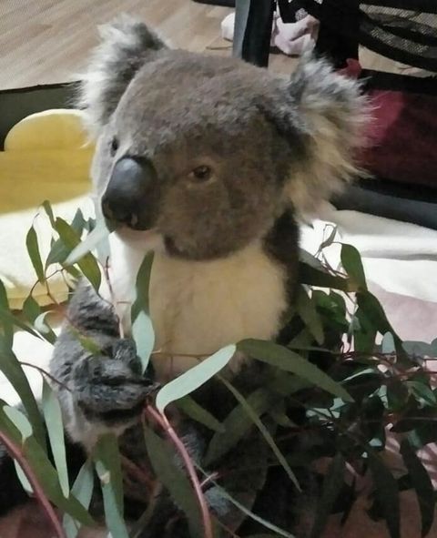 1300KOALAZ tweet media