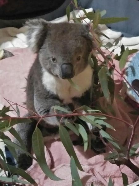 1300KOALAZ tweet media