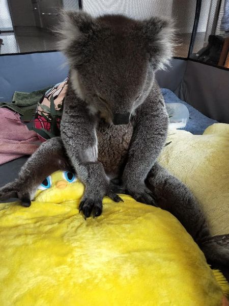 1300KOALAZ tweet media