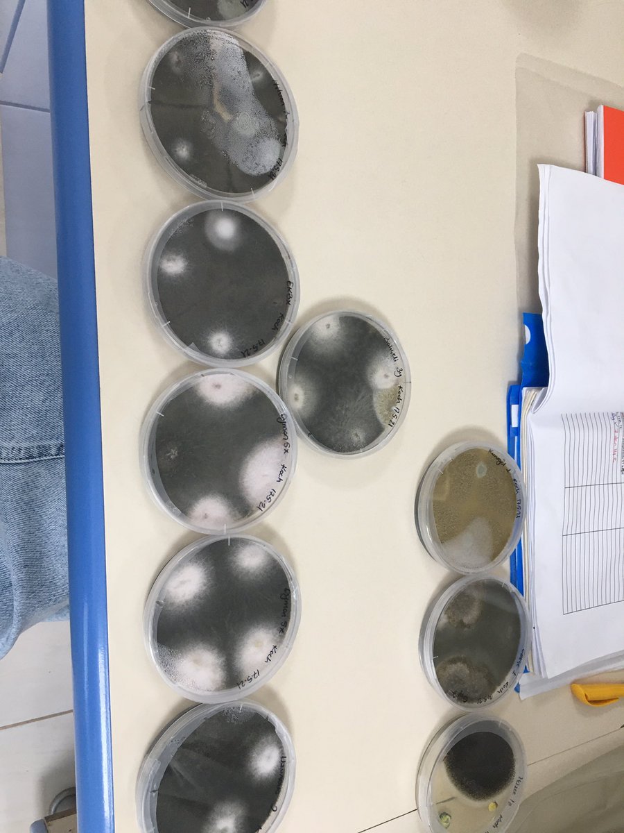 orenemelim's tweet photo. Help me please? Since these cases I cannot move forward 🤦🏻♀️@ClinicPlant @LeslieHolland_ @Karan_PlantPath @TreeHealthDoc #mycology #phd #phdlife #plantpathology #verticillium #Botryosphaeria #Neoscytalidium #almond #trunkandscaffoldcanker #lablife #murphylaw https://t.co/PO9cyA7tS1