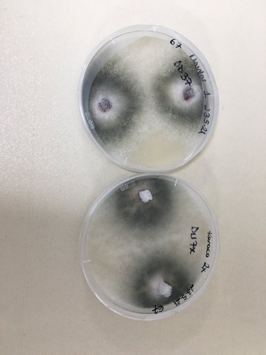 orenemelim's tweet photo. Help me please? Since these cases I cannot move forward 🤦🏻♀️@ClinicPlant @LeslieHolland_ @Karan_PlantPath @TreeHealthDoc #mycology #phd #phdlife #plantpathology #verticillium #Botryosphaeria #Neoscytalidium #almond #trunkandscaffoldcanker #lablife #murphylaw https://t.co/PO9cyA7tS1