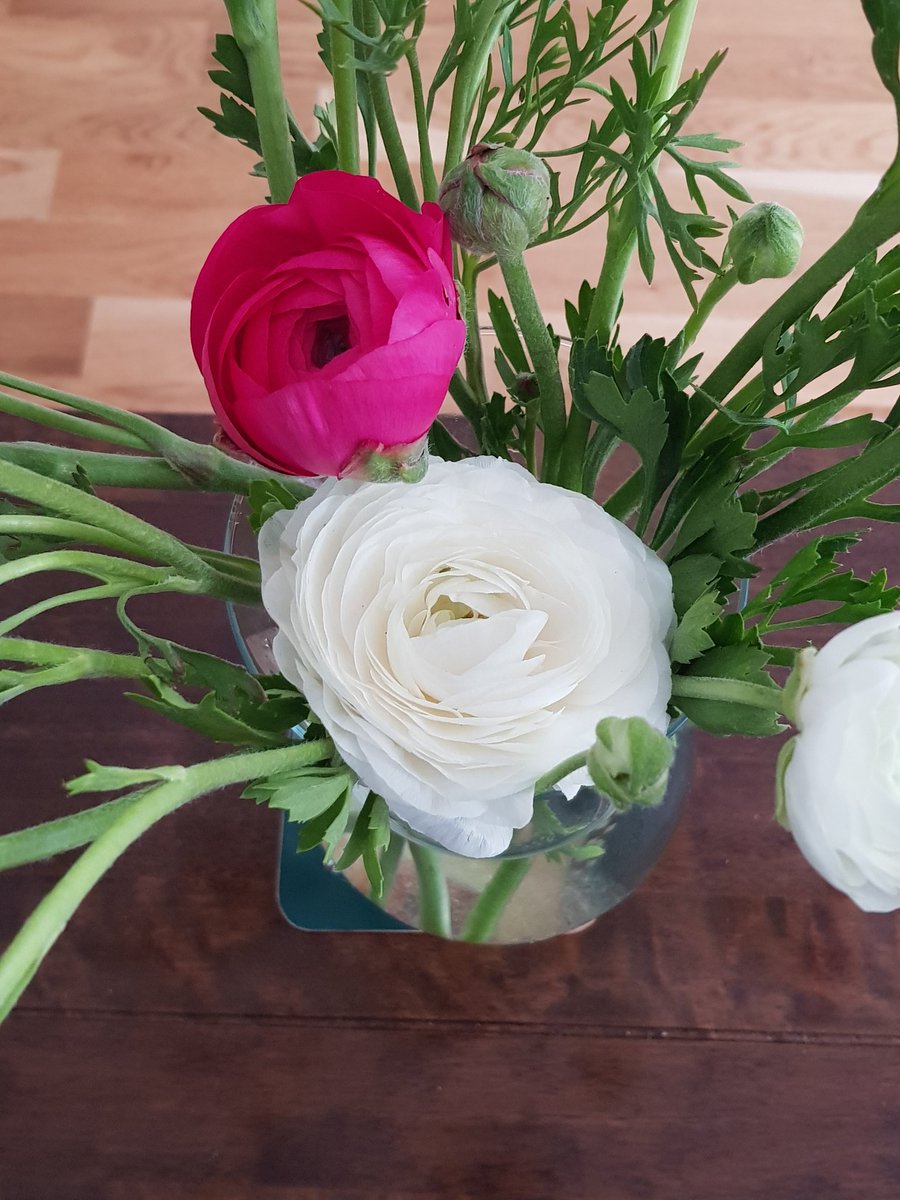 CathBax's tweet photo. A couple of special deliveries today to cheer the #BankHolidayWeekend along 😍🌼🌸📚
Thanks to @bertsbooks &amp; my lovely neighbour Karen.
#TheDevilAndTheDarkWater
#Ranuculus
❤❤❤ https://t.co/3C6wc1TglE