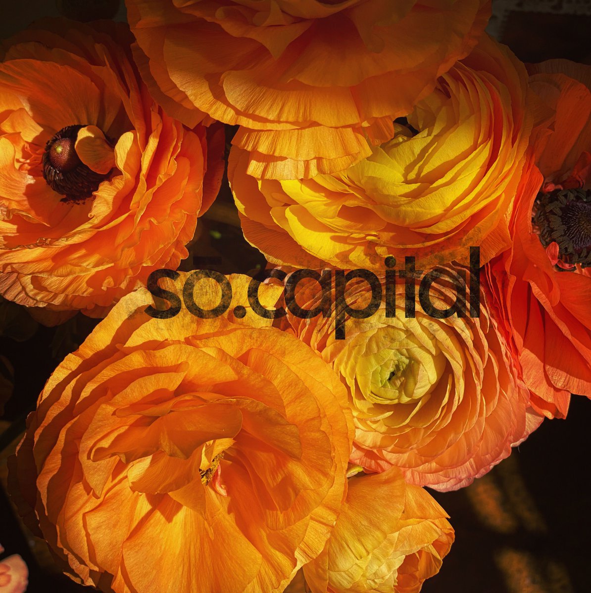 Where flowers bloom, so does #hope and #capital. Where do you see #capital blooming? #socapital