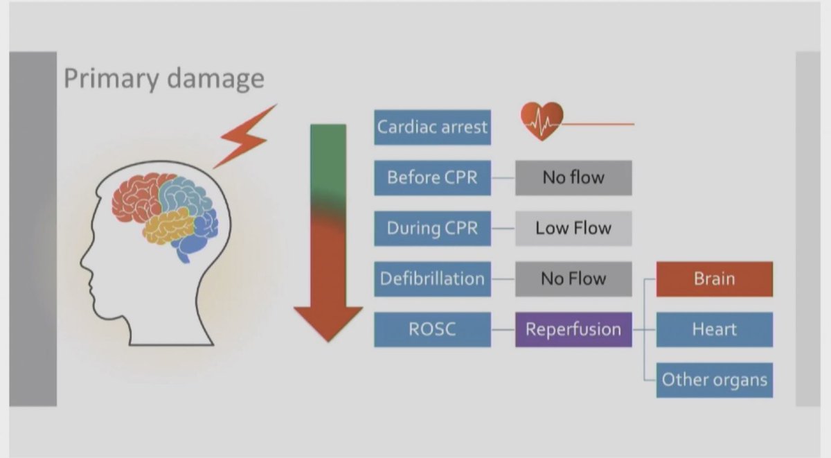 FOAMecmo's tweet photo. Optimize brain recovery post CA vs 
🧠 primary damage at CA, injury depending on (low/no flow) times
🧠 secondary damage starts soon after CA, impacting on outcome 
🧠 neuroprotection required!
 @ERC_resus @ESICM post #resus guidelines https://t.co/EhWSlb3QnV
@Dr_Cit #eSMART2021 https://t.co/YN8UVgDowL