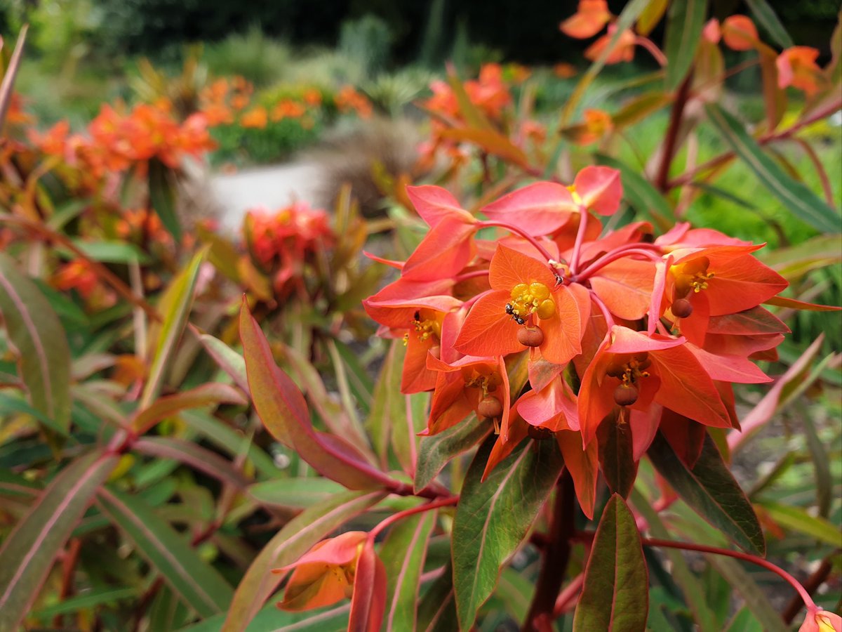 Looking forward to euphorbias on #GardenersWorld this evening. If I had to choose just one euphorbia... I'd choose these four... and a few others.