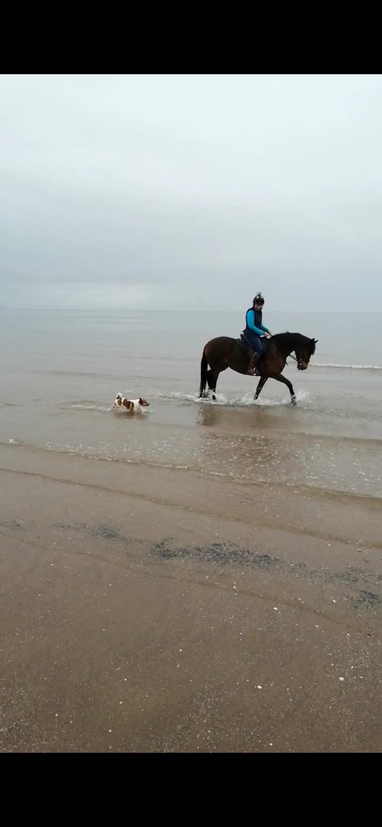 Equitotslanark's tweet photo. Amazing afternoon at Irvine Beach. Peeps and Zeta had a blast playing in the waves β€οΈ #JRTsrule #Knabstrupper #beachfun #BankHolidayWeekend #FridayFeeling https://t.co/UKg48dNiZX