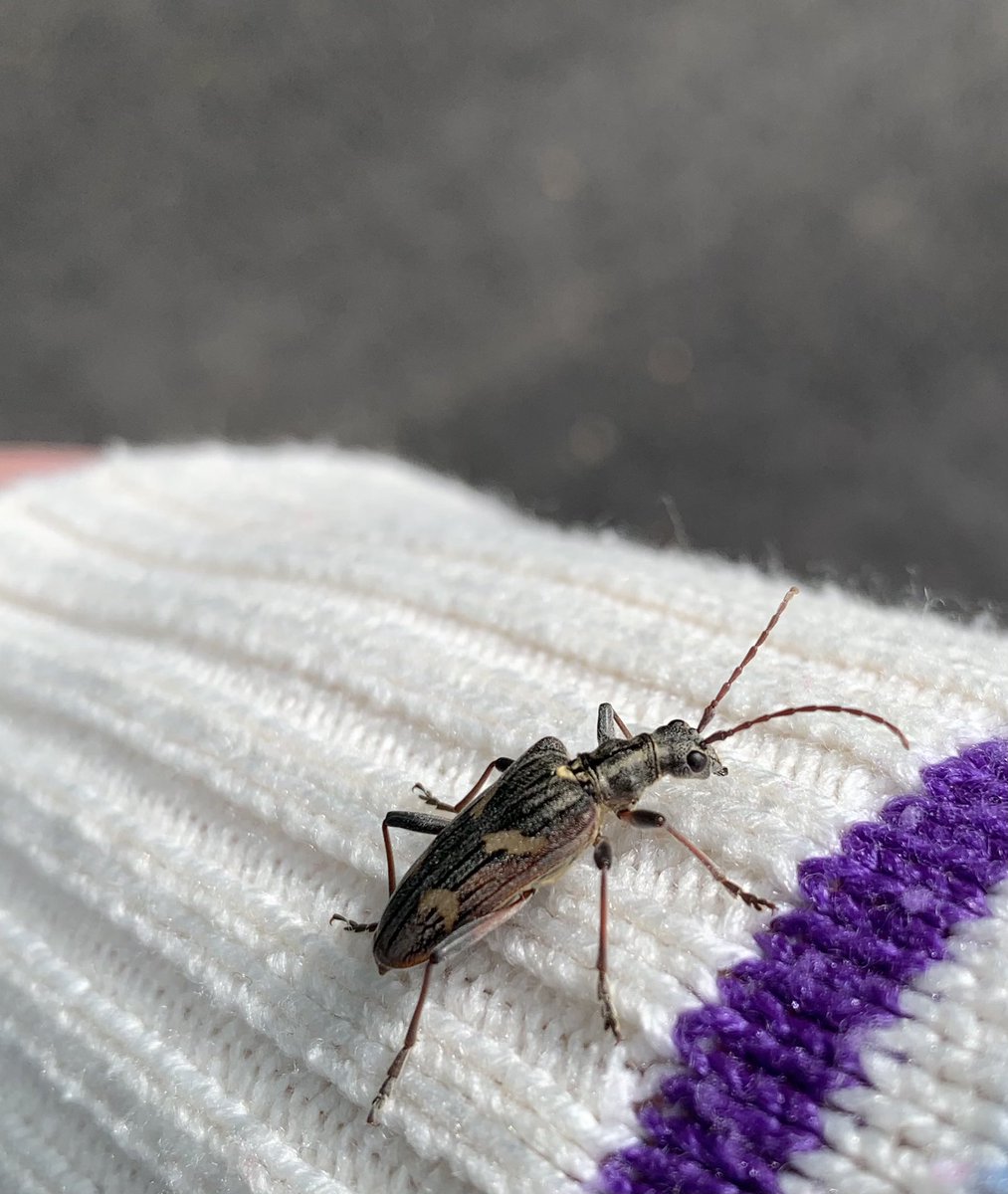 Katckav's tweet photo. This beast of a #beetle landed on my sleeve today!! A two-banded longhorn beetle #wildlifephotography #everydaywildlife #wildlife #insect @TheTrentValley @StaffsWildlife @Dave_in_theWild @StaffsEcology @FSCBioLinks @Buzz_dont_tweet https://t.co/zZe7u7Fulk