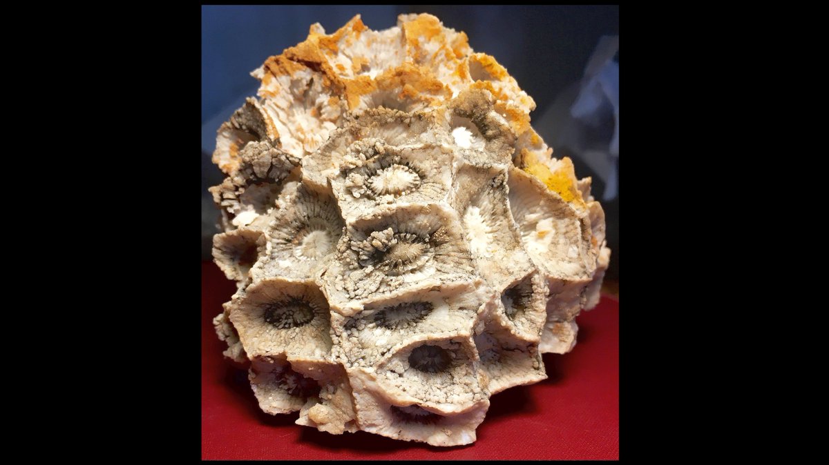 geocappiello's tweet photo. #28May #28Maggio 2021
Iowaphyllum nisbeti (Oliver, 1978)
Colonial Rugose Coral
Martin Formation (Devonian)
Superior, Pinal County, Arizona, USA๐บ๐ธ
pics DPS Ammonite via thefossilforum
#Corals #FossilCorals #RugoseCorals #Fossils #FossilFriday #FossilADay #Paleontology #Devonian https://t.co/FL6SBVlK5a