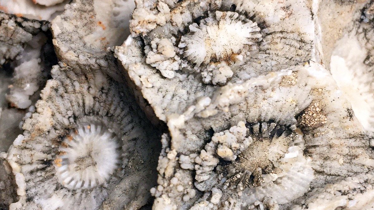 geocappiello's tweet photo. #28May #28Maggio 2021
Iowaphyllum nisbeti (Oliver, 1978)
Colonial Rugose Coral
Martin Formation (Devonian)
Superior, Pinal County, Arizona, USA๐บ๐ธ
pics DPS Ammonite via thefossilforum
#Corals #FossilCorals #RugoseCorals #Fossils #FossilFriday #FossilADay #Paleontology #Devonian https://t.co/FL6SBVlK5a