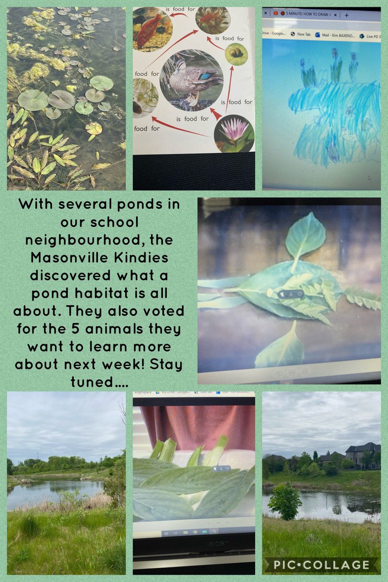 KBaxendale's tweet photo. What is a habitat and which habitat is in our school community? A pond! The Masonville Kindies have completed word webs, food chains, pond drawings and made their favourite pond animal out of leaves this week. More to discover next week! @KBaxendale @masonville_ps @TVDSBKinder https://t.co/xLBgVRTcq9