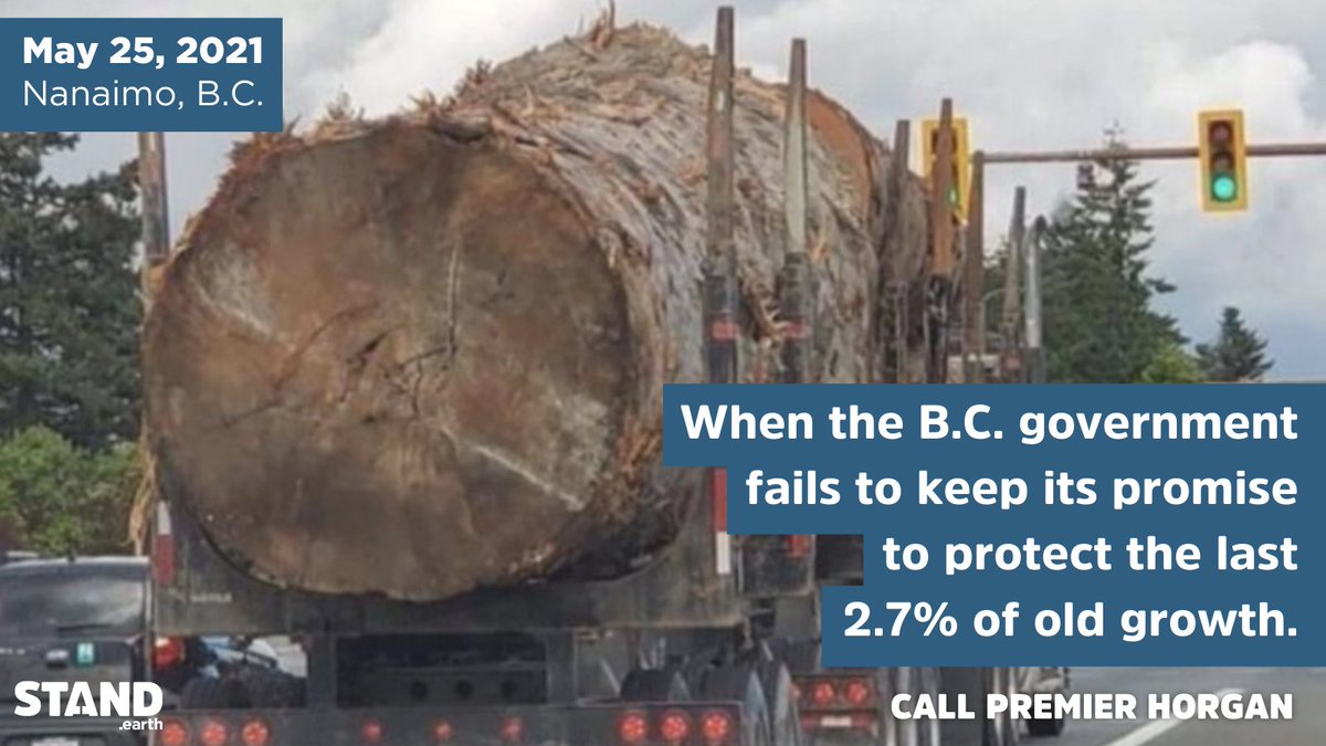 About that broken promise to protect old growth <a href="/bcndp/">BC NDP</a>? Old growth trees like this are being logged everyday meanwhile those who are standing up to protect them are being arrested. We need immediate action from the B.C. government: bit.ly/Call_Horgan